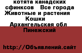 котята канадских сфинксов - Все города Животные и растения » Кошки   . Архангельская обл.,Пинежский 